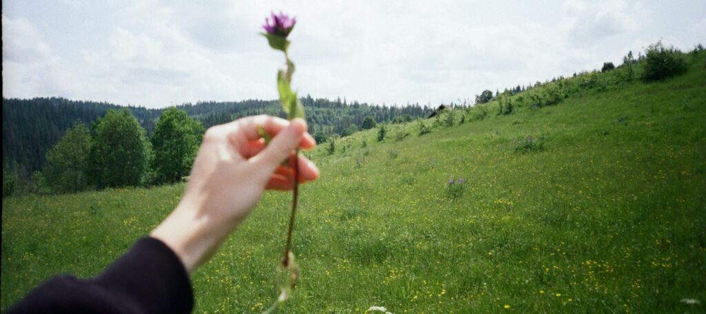 Free stock photo of 35mm, 35mmfilm, filmphotography